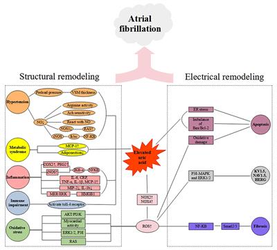 The Key Role of Uric Acid in Oxidative Stress, Inflammation, Fibrosis, Apoptosis, and Immunity in the Pathogenesis of Atrial Fibrillation